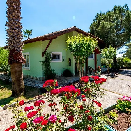 Palm Tree Hisaronu Daily Weekly Villa Marmaris