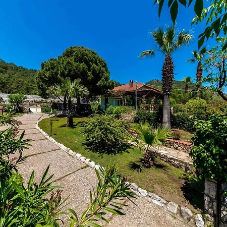 Palm Tree Hisaronu Daily Weekly *