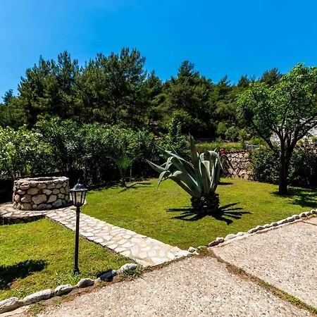 Palm Tree Hisaronu Daily Weekly