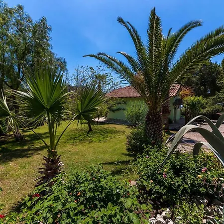 Palm Tree Hisaronu Daily Weekly Marmaris